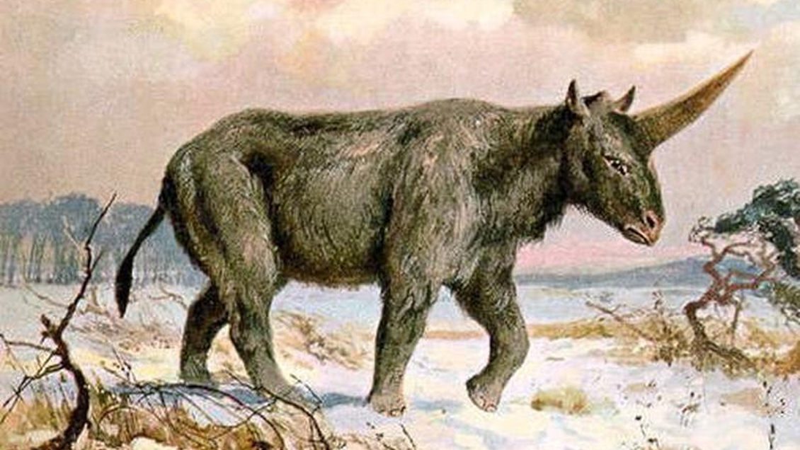 Revelan qué causó la extinción del unicornio de Siberia hace más de 35 mil años