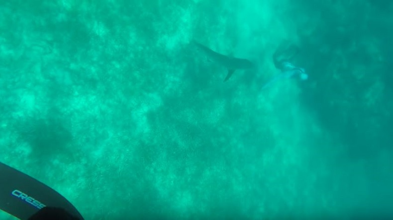 El momento en que un tiburón mordió en la cabeza a un pescador y sobrevivió