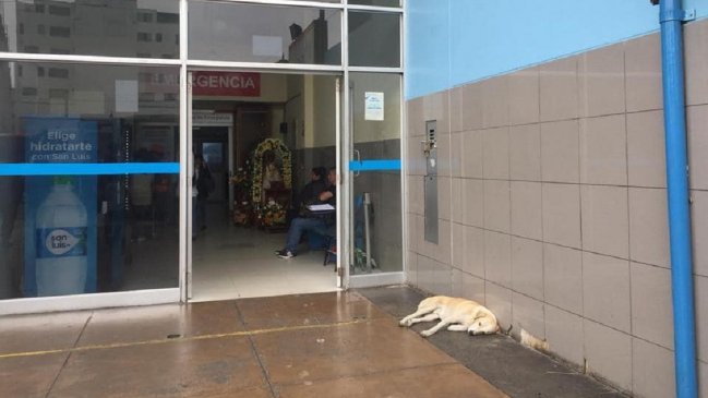El final feliz de perrito que esperó por días a su dueño que murió en un hospital