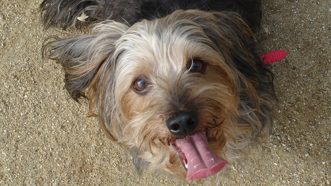 Realizan primer muestreo ambiental canino en Lolol