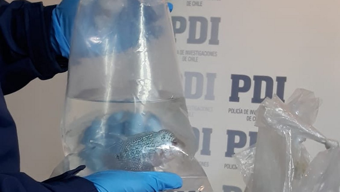 PDI detuvo a sujeto que intentó ingresar 63 peces vivos al país