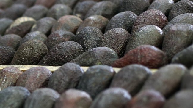 Fiscalía y SII buscan frenar el robo de paltas en Ovalle