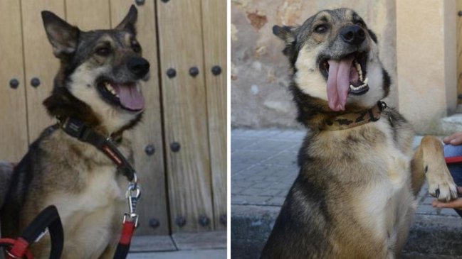 Perro fue rescatado después de sufrir abusos sexuales de su dueño