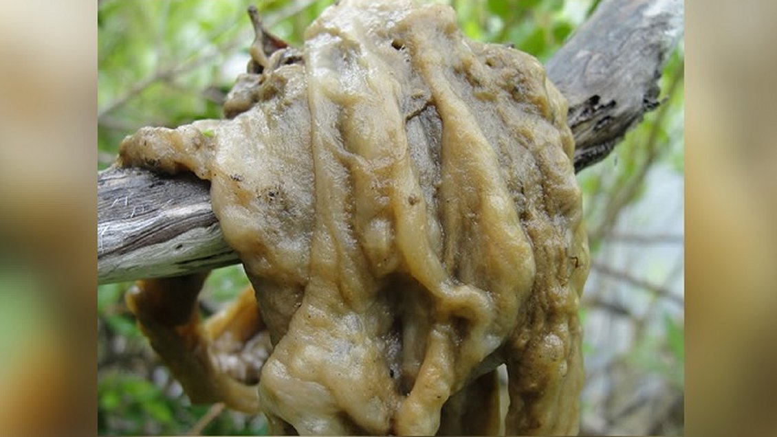 Sernapesca busca evitar la llegada al Maule de nociva plaga que afecta a ríos y lagos