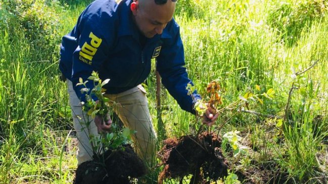 PDI recupera plantas de arándanos sustraídas desde empresa agrícola