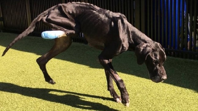 Arrestan a pareja que dejó a su perro sin comida hasta que comió su propia pata