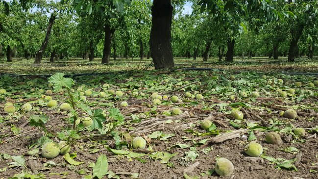 Decretan emergencia agrícola en diez comunas de O'Higgins