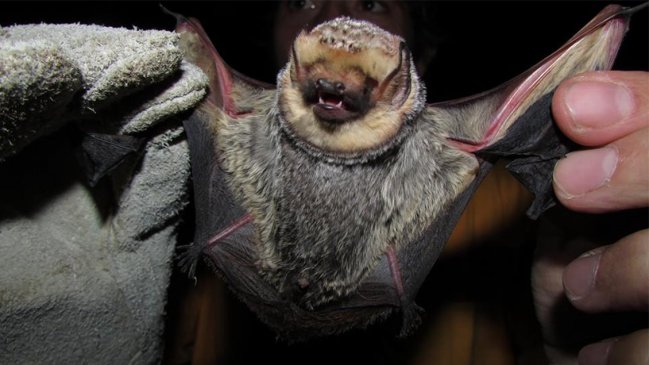 Detectan séptimo caso de murciélago con rabia en la Región de Los Ríos