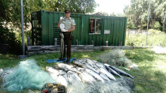 Carabineros decomisó una tonelada de salmones capturados en forma ilegal