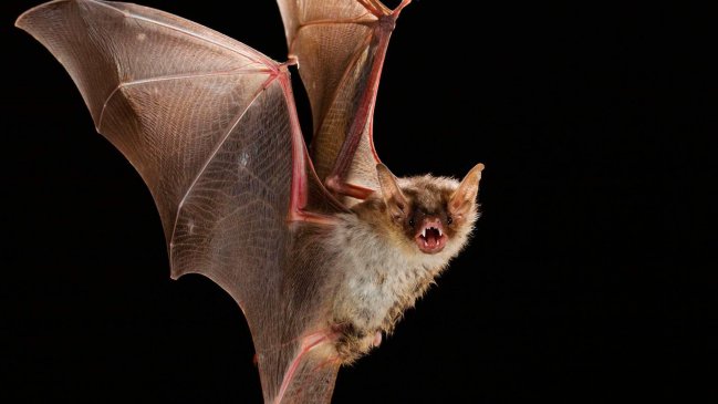 Detectan un murciélago con rabia en Osorno