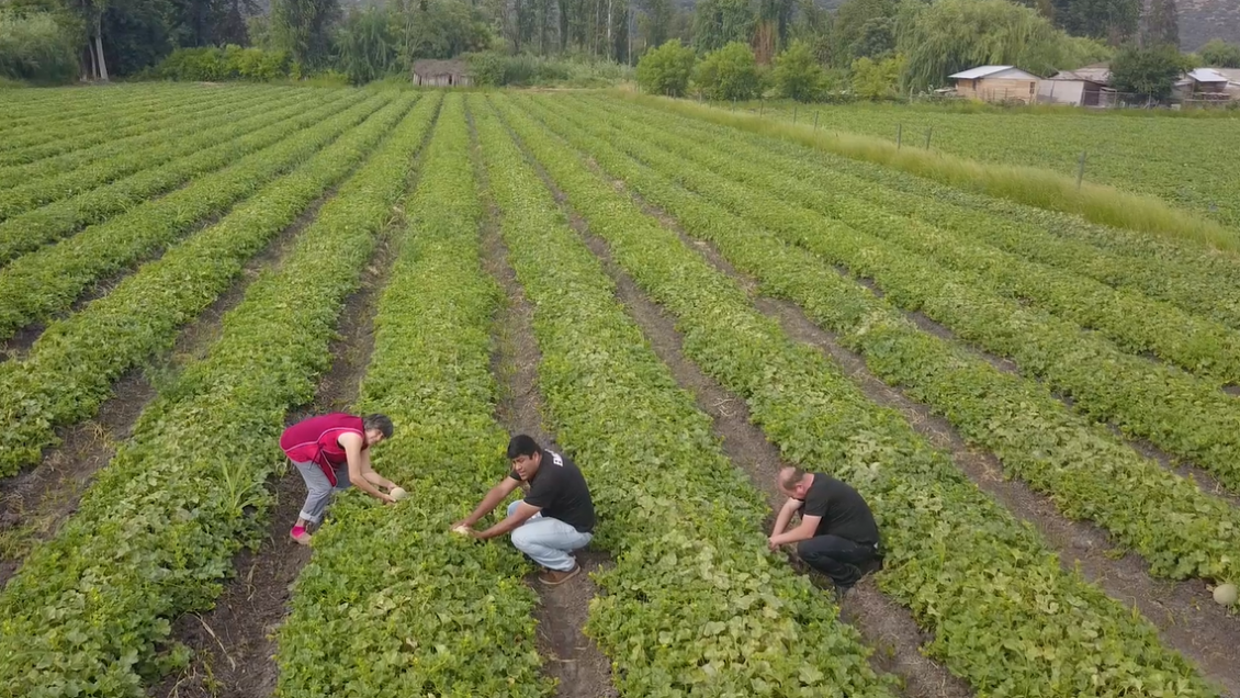 Este viernes y sábado se desarrollará la Fiesta del Melón y la Chacra en Guacarhue