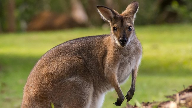 Australia: Sujeto irá a prisión por apuñalar salvajemente a un canguro