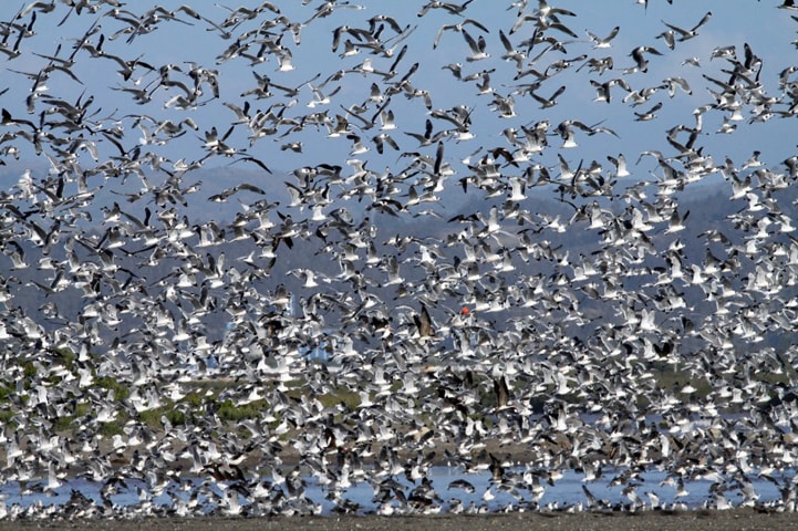 Advierten preocupante retraso en llegada de aves migratorias a San Antonio
