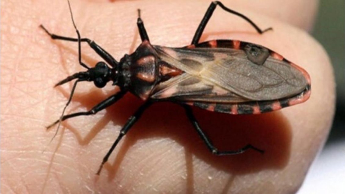 Intervienen colonia de vinchucas en población Kamac Mayu de Calama