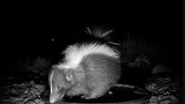 Captan a un zorrillo usando una herramienta por primera vez