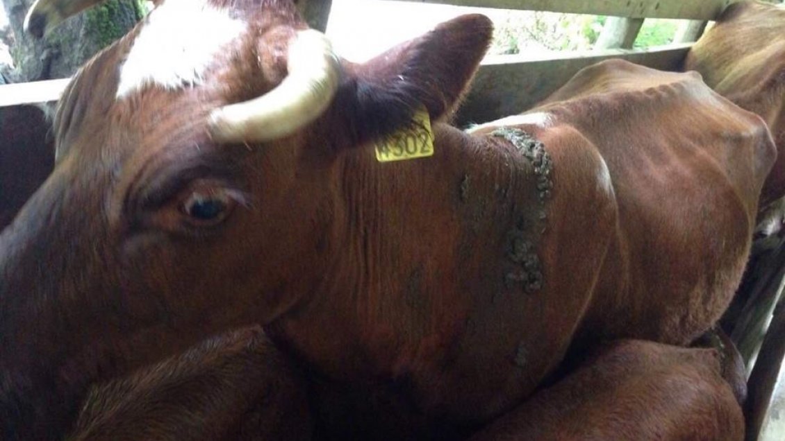 Desalojados de Punilla denuncian desnutrición y muerte de sus animales