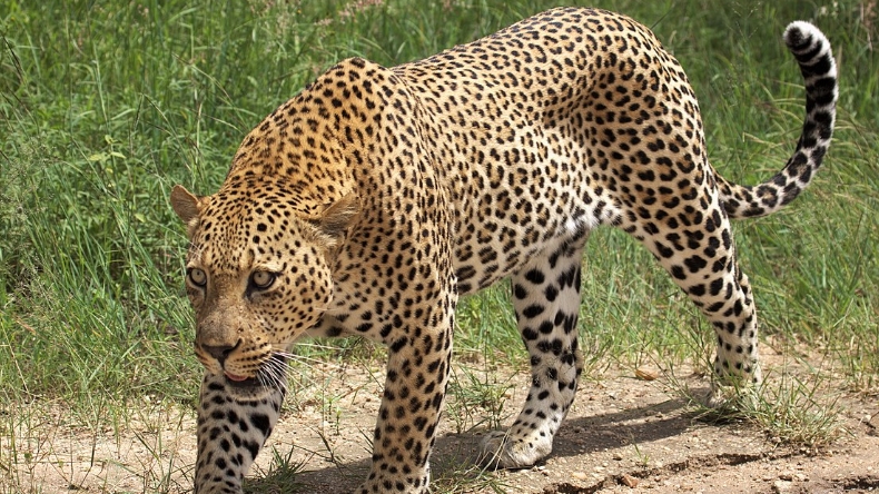 Leopardo mató a un monje que meditaba en la India