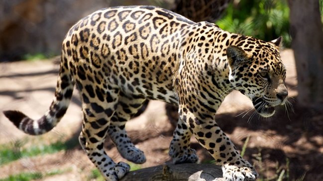 Leopardo mató a monje que meditaba en bosque de la India