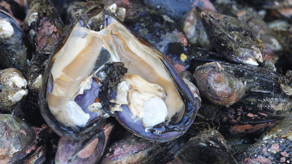 Caldera: Declaran afectación por marea roja al sector de Rocas Negras