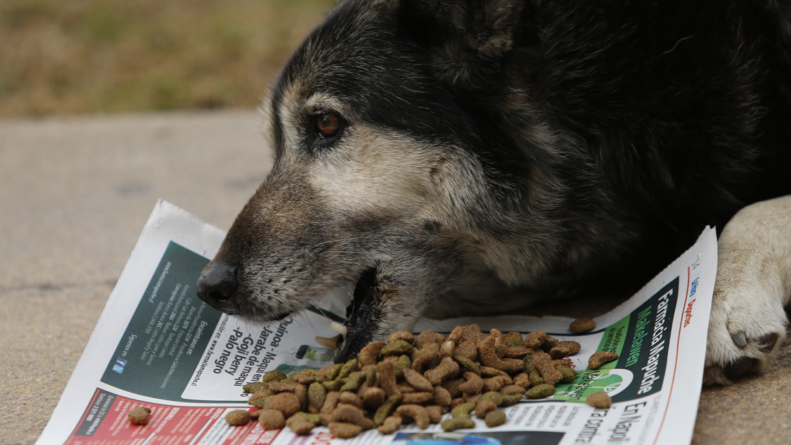 Diputado presentó denuncia por eventual colusión en precios de alimentos para mascotas