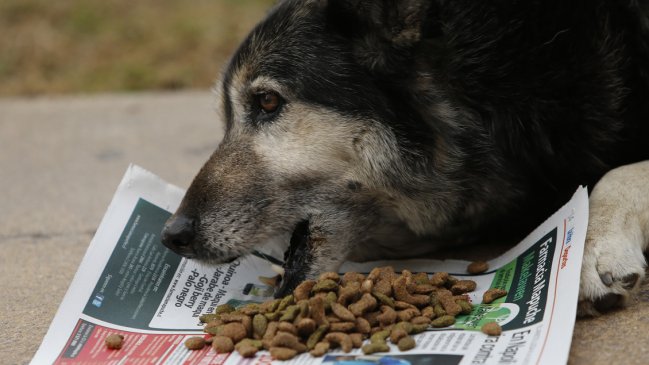 Diputado presentó denuncia por eventual colusión en precios de alimentos para mascotas