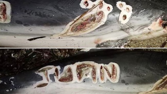 Policía busca a sujeto que marcó su nombre en un delfín