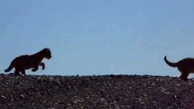 Inesperado: Pumas cachorros fueron captados en Torres del Paine