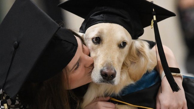 Con honores: Gradúan a perro que acompañó en todas sus clases a joven en silla de ruedas