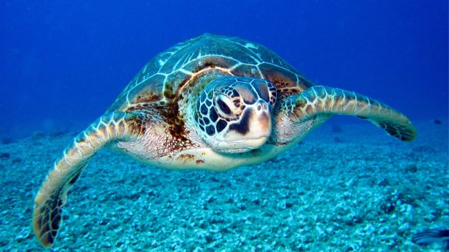 El 93% de las tortugas marinas verdes serán hembras a causa del calentamiento global