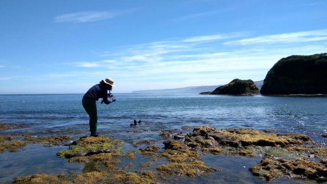 Toman muestras de agua para habilitar playas en la costa de Valdivia y Corral