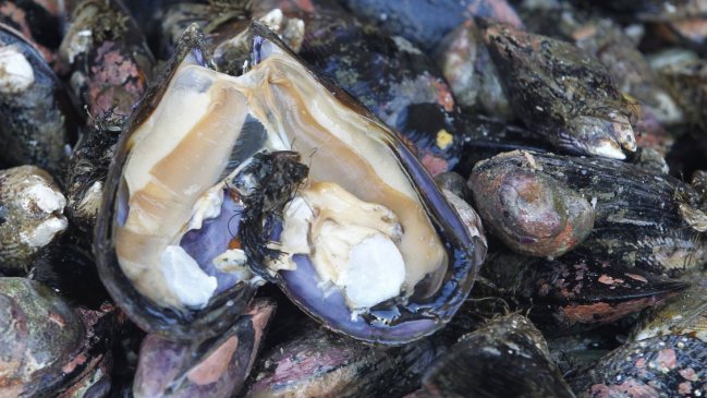 Caldera: Levantan prohibición de consumo de mariscos