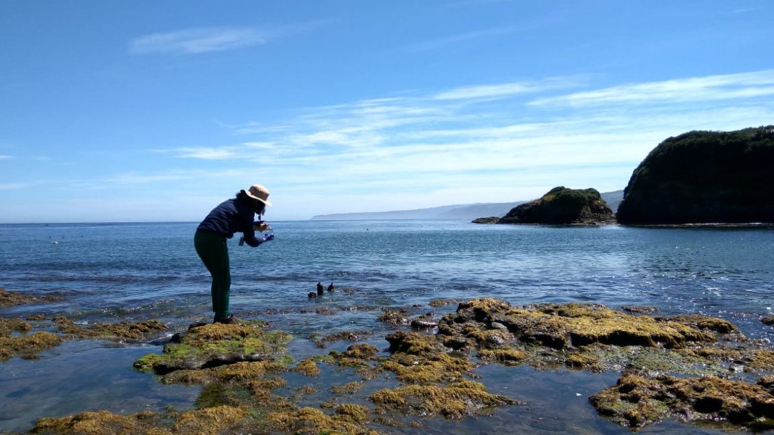 Toman muestras de agua para habilitar playas en la costa de Valdivia y Corral