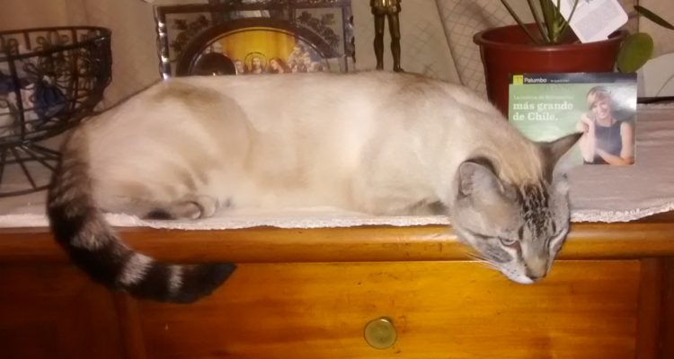 Valparaíso: Justicia ordena a veterinaria a pagar indemnización tras pérdida de 