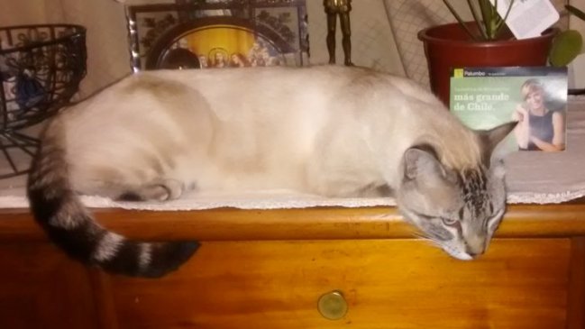 Valparaíso: Justicia ordena a veterinaria a pagar indemnización tras pérdida de 