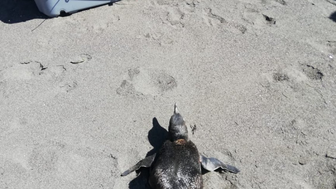 Constitución: Sernapesca rescató pingüino de Humboldt en playa maulina