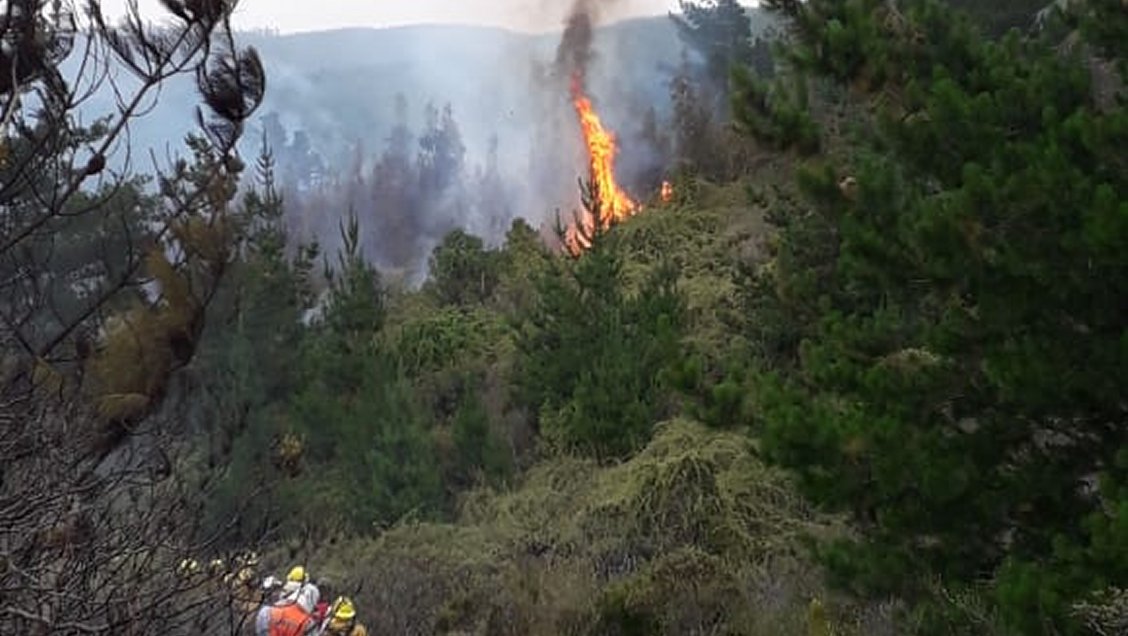 Mujer de 80 años sufrió quemaduras por incendio forestal en Pichilemu