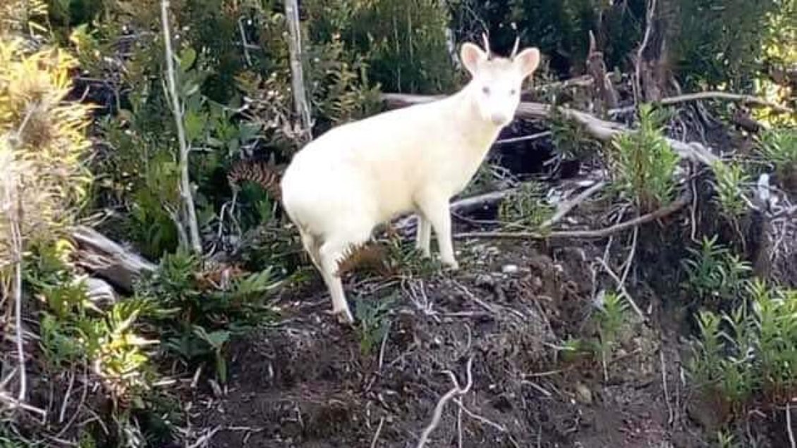 Chiloé: Furor causa el avistamiento de un pudú blanco