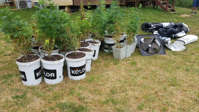 Carabineros incautó 40 plantas de marihuana en la costa de Valdivia