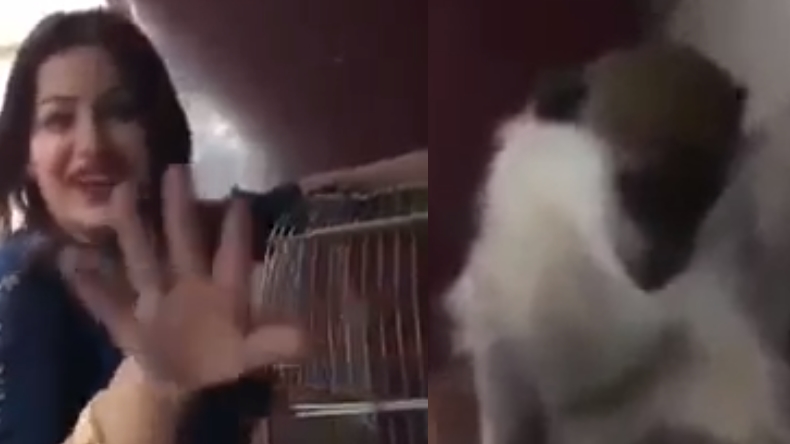 Condenan a la cárcel a una mujer por masturbar a un mono en Egipto