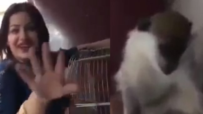 Condenan a la cárcel a una mujer por masturbar a un mono en Egipto