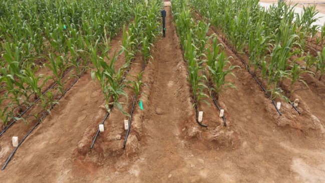 Autoridades y agricultores definieron Plan de Desarrollo para el Secano Maule Sur