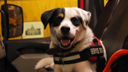   Los perritos de bomberos Valparaíso que llaman a cuidar a las mascotas para el año nuevo 
