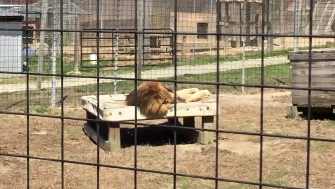 León mató a una cuidadora cuando limpiaba el recinto del animal