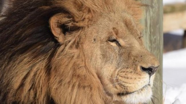 León se escapó y mató a una practicante de un zoológico