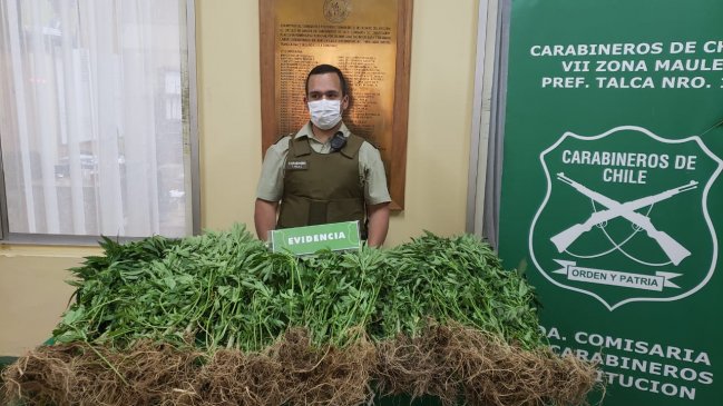 Incautan plantación de marihuana en predio de Forestal Mininco