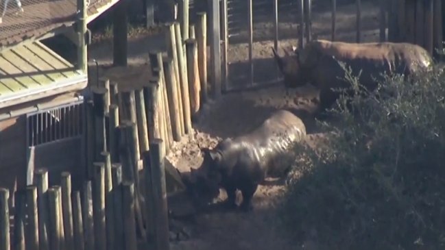 Niña resultó herida al caer en zona de rinocerontes en zoológico