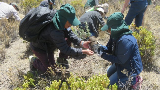 Arica y Parinacota: Voluntarios ayudaron a reforestar de queñoas el Parque Nacional Lauca