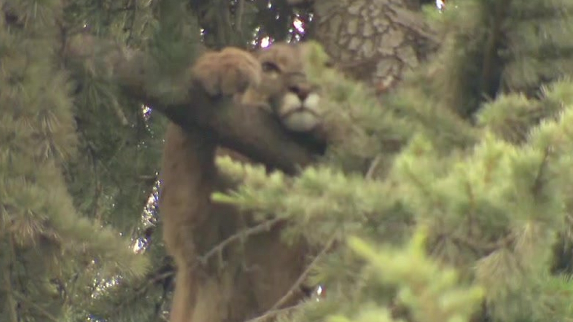 Después de 15 horas, rescataron al puma atrapado en un árbol