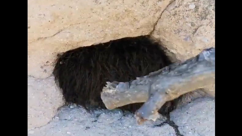 Amigos metieron un palo en un agujero y salieron cientos de arañas
