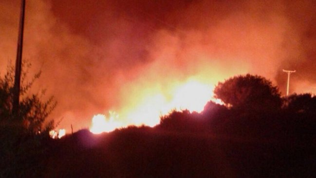 O'Higgins: Incendio forestal obliga a realizar evacuación de sectores de Navidad